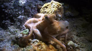 Octopus Crawling