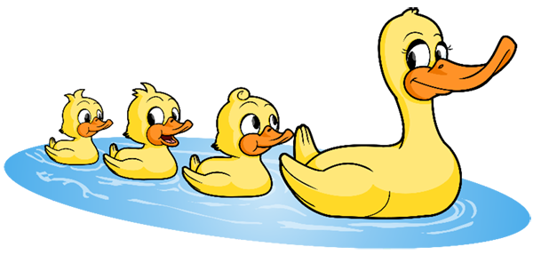 Swimming duck family